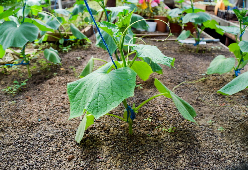 Огурцы. (Фото используется по стандартной лицензии ©ogorodnye-shpargalki.ru)