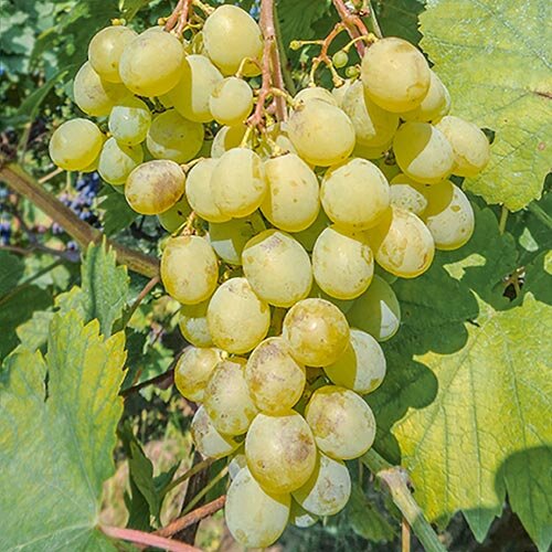 Летний уход за виноградом: правила ухаживания и секреты успеха