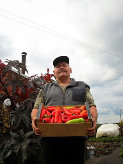 Урожай перцев