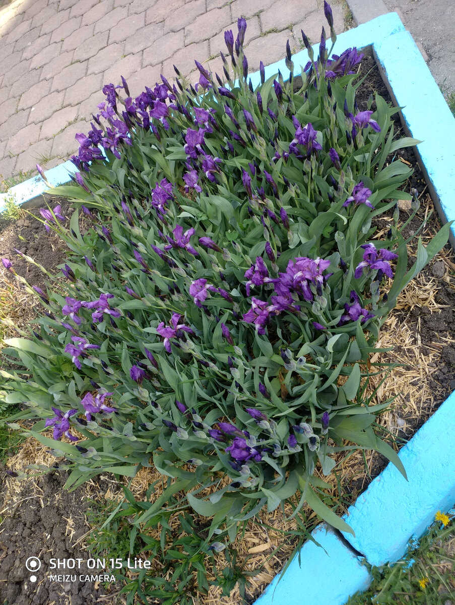 Эти ирисы растут в нашем зоопарке, мы весной с мужем выбрали день и пошли, нагулялись, ели мороженое и ни о чём не думали.  Так классно иногда отпустить все проблемы и побыть ребёнком.

