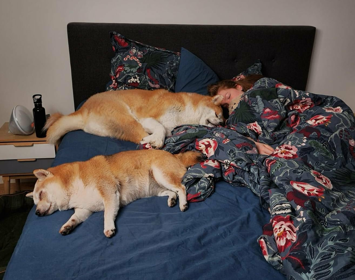 Почему собаки спят на кровати. Кот в постели с собакой. Спят в разных комнатах. Кот и собака на кровати.