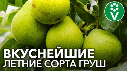 САМЫЕ СЛАДКИЕ И СОЧНЫЕ СОРТА ЛЕТНИХ ГРУШ. Груша Забава, Августовская роса, Юрате, Маслянистая летняя