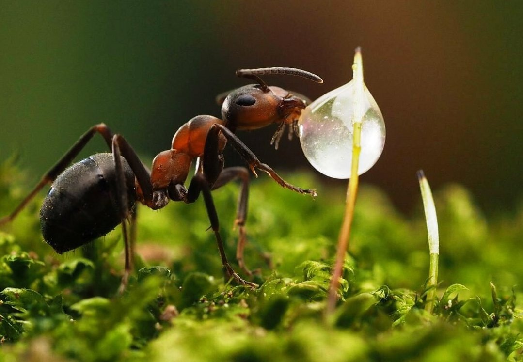 Рыжий лесной муравей лакомится росой