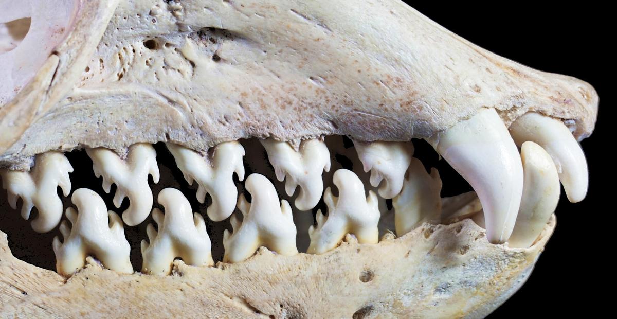 На ваших глазах зубы самой древней рыбы (её где-то 1 млрд лет):