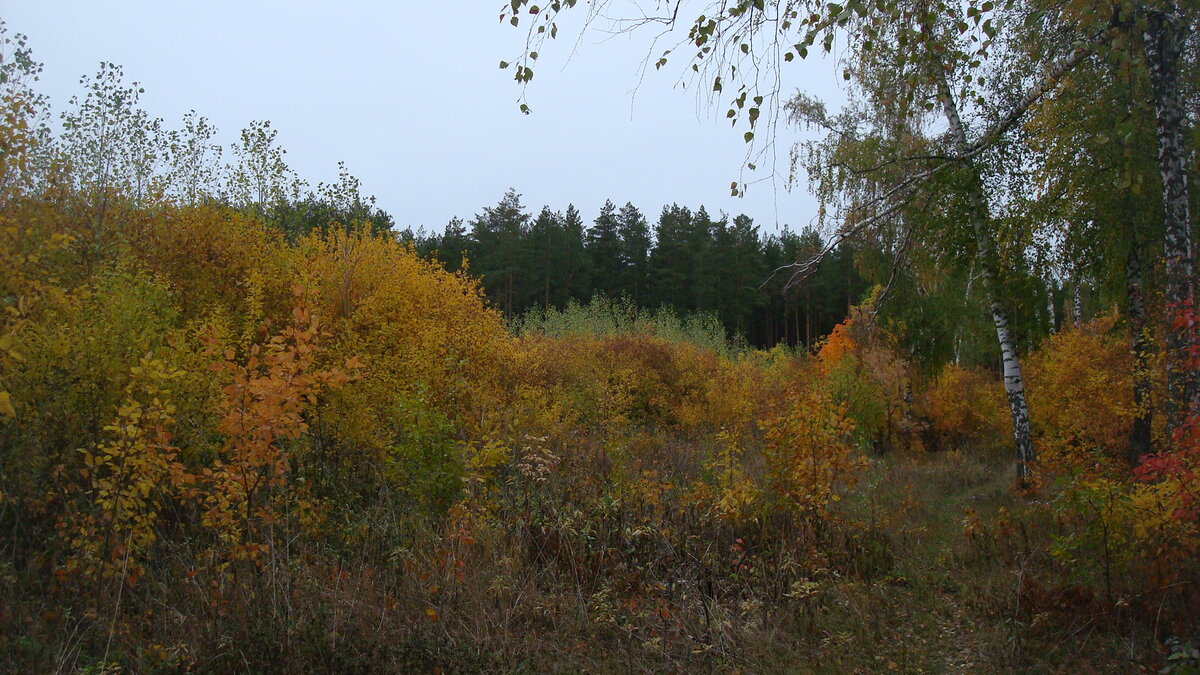 Осенняя красота