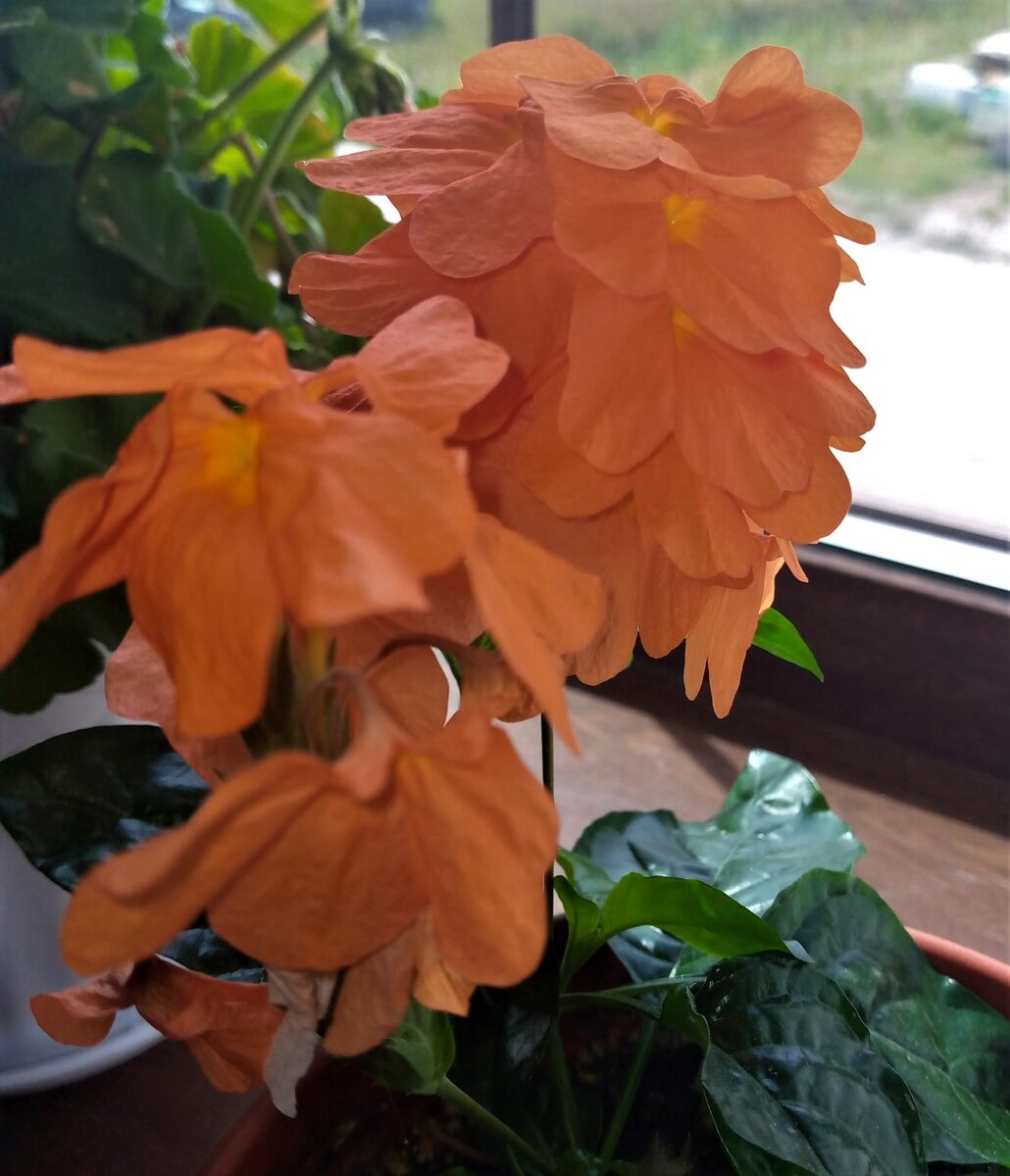 С Днем рождения. Фото О. Камаловой.