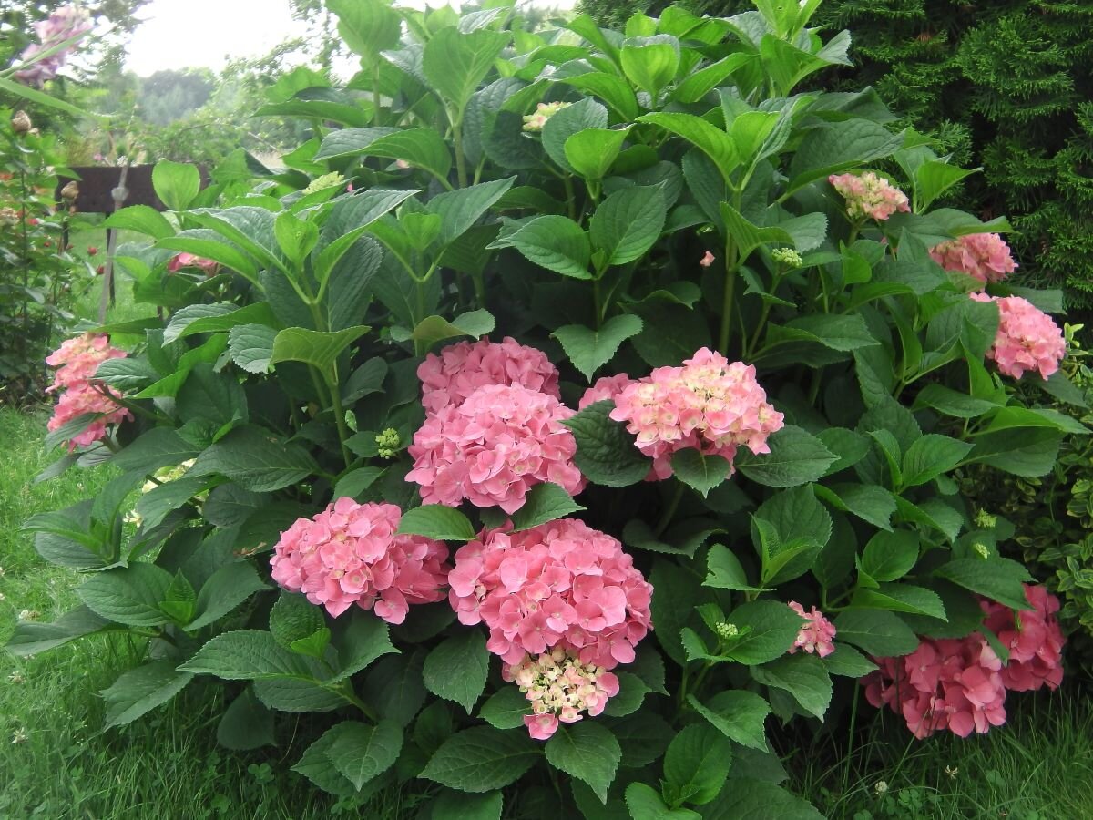 Большой куст гортензии. Как укрыть на зиму. Фото автора