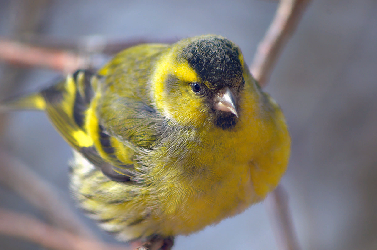 Как выглядит чижик. Певчие птицы Чиж. Spinus Spinus щеглы. Carduelis Spinus. Певчие птицы Чижик.