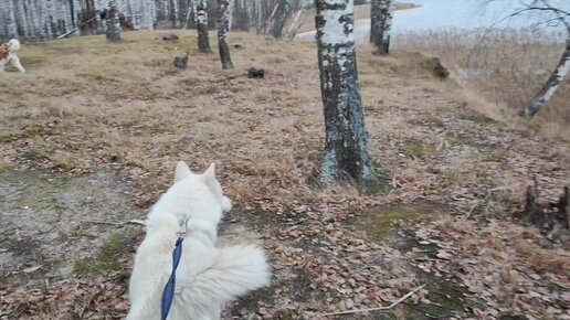 Хаски Санёк вышел на первую прогулку в большой лес. Ох, работы пока много...