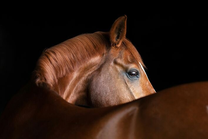 2021 Sony World Photography Awards, National Award Winner, © Michaela Steiner, Austria