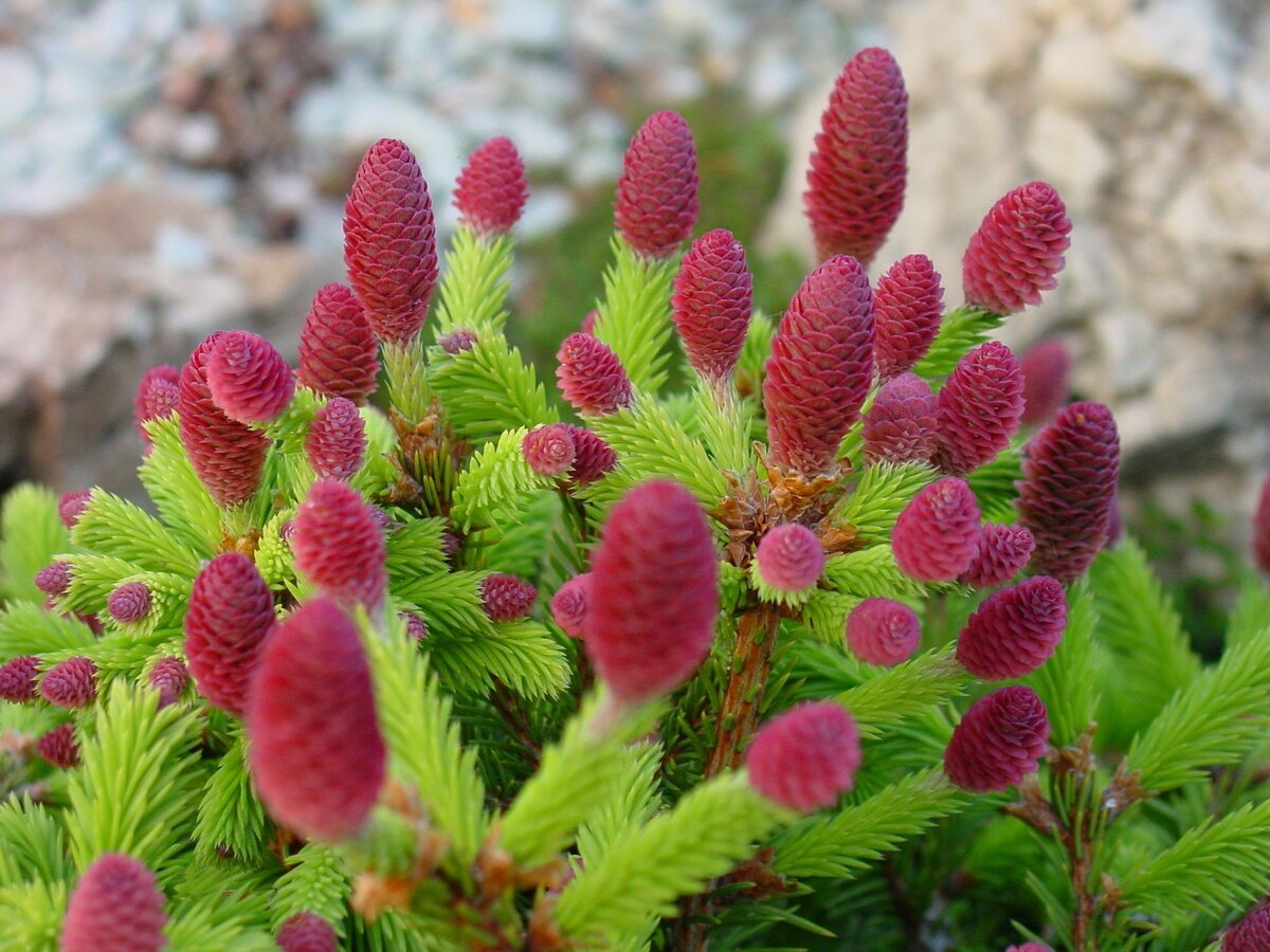 conifercollection.ru