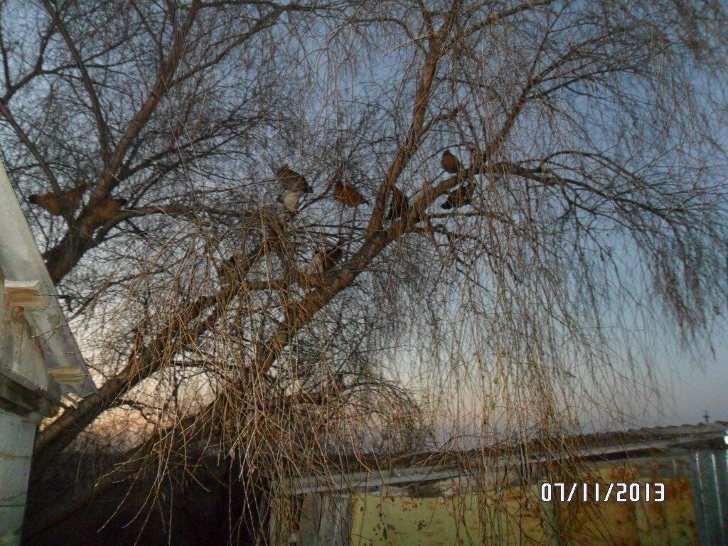 Спальный район для куриц