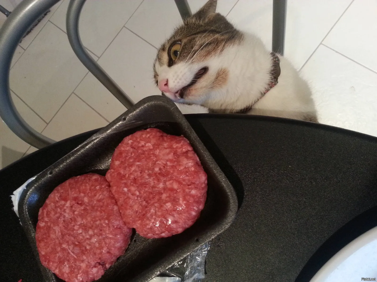 Мясо есть котлеты. Смешная котлета. Коты и котлеты. Кот ворует колбасу. Кот с колбасой.