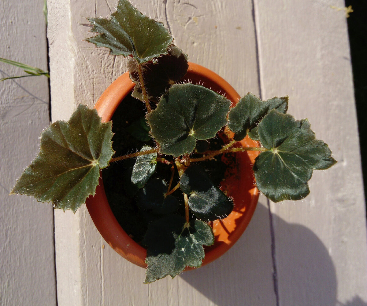 Моя бегония Чёрный Бархат (Black Velvet), выращенная из одного листика. Фото автора.