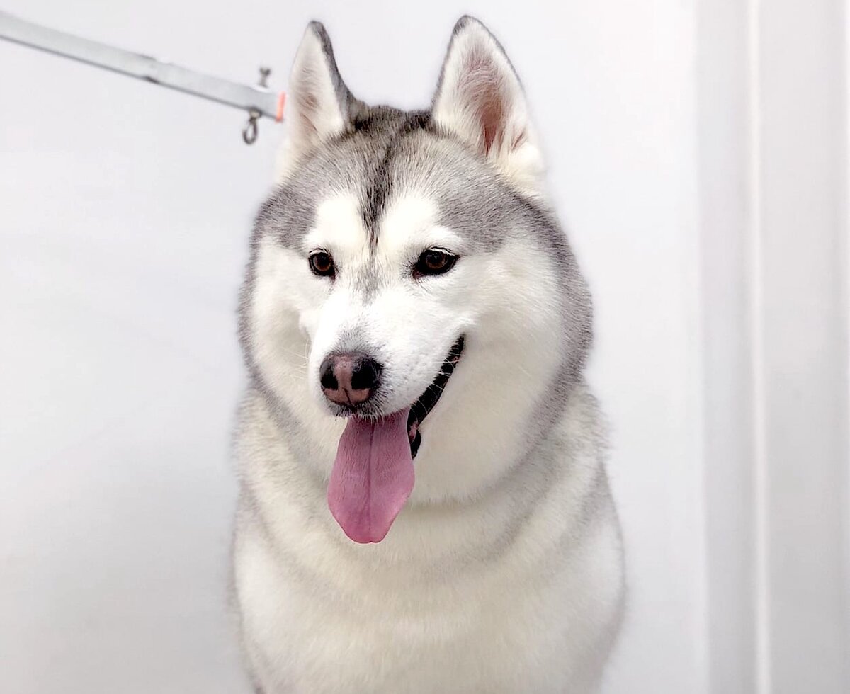 Хаски Симба в нашем груминг салоне