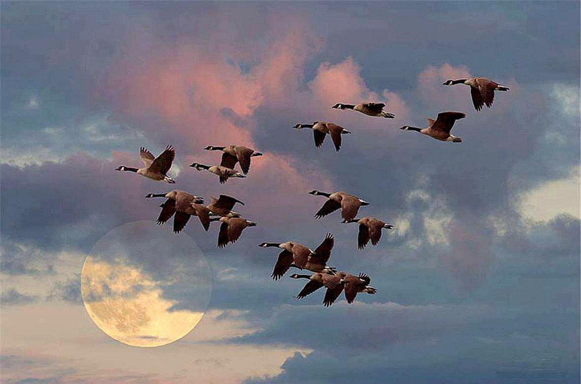 картинки летящих гусей