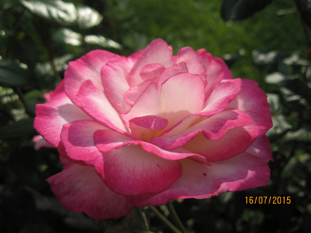 Наша роза Парфюм Тропикал (Rosa Parfum Tropical) . Фото автора. 