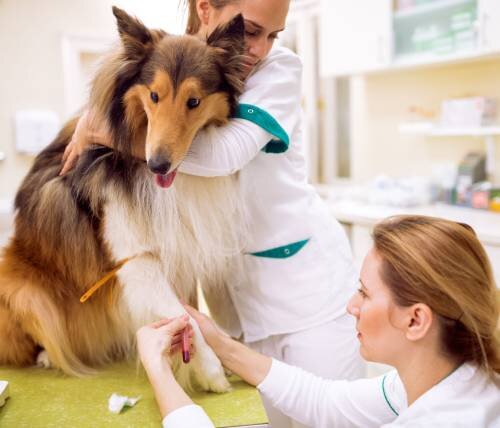 Что означают показатели биохимического анализа крови у собак - на какие  болезни указывают различные тесты анализа | Лапа помощи | Дзен