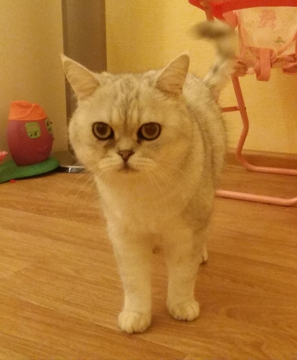 Красавчик Барсик.