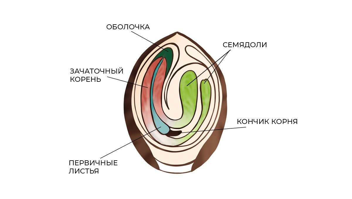 Проращивание семян | @GrowHub | Дзен