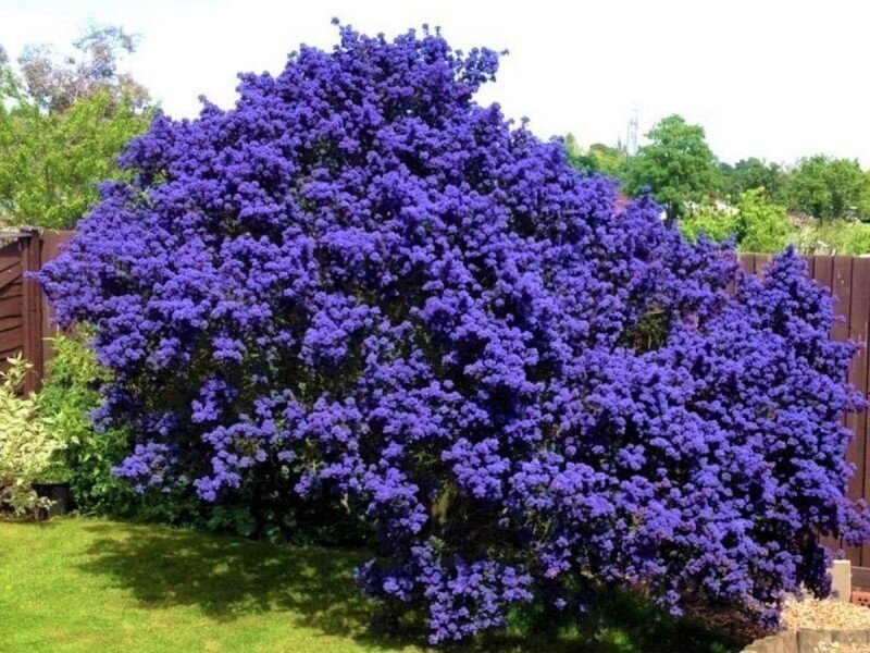 «Синее море» ароматных соцветий до октября! | GardenLife | Дзен