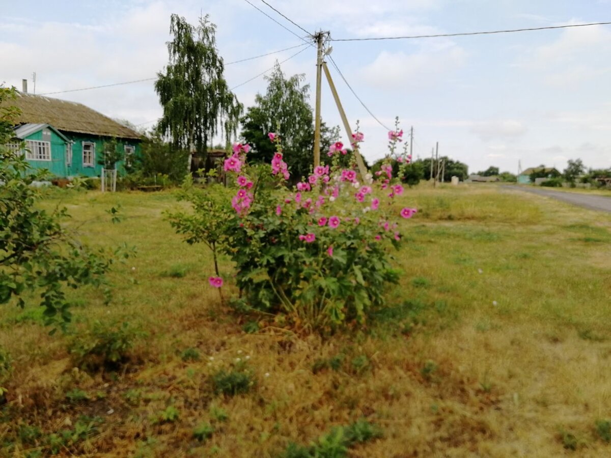 Вот такая мальва в этом году на улицах Гороховки.