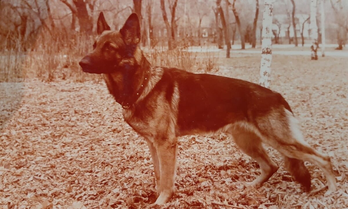 Сэкэнт-Ромул Ф'Сабит (Рим второй) 1989 год.