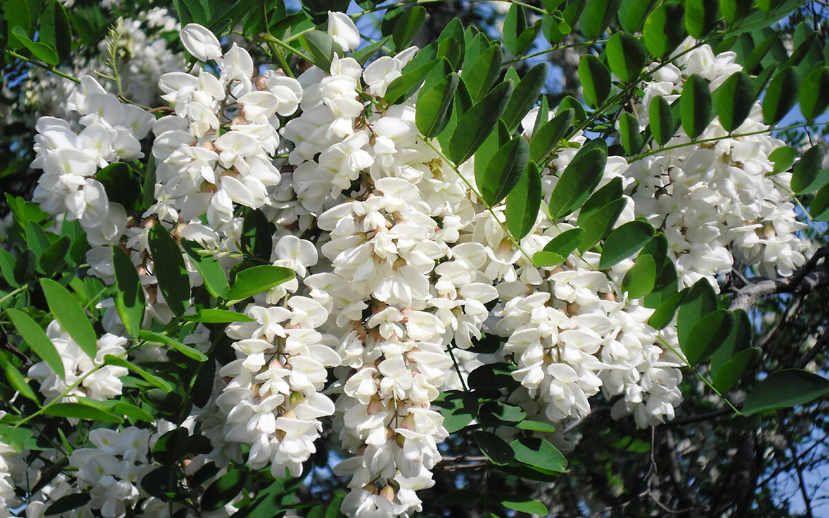 Robinia pseudoacacia рисунок