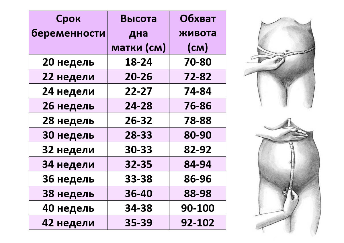 Определение окружности живота. Дно матки по неделям беременности. Высота дна матки по неделям беременности и окружность живота таблица. Высота дна матки как измерить.