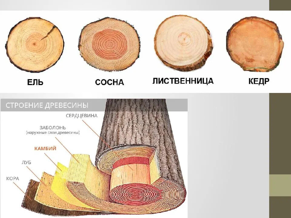 Как найти срез. Лиственница структура древесины. Заболонь лиственницы. Строение древесины лиственных пород. Пихта структура древесины.