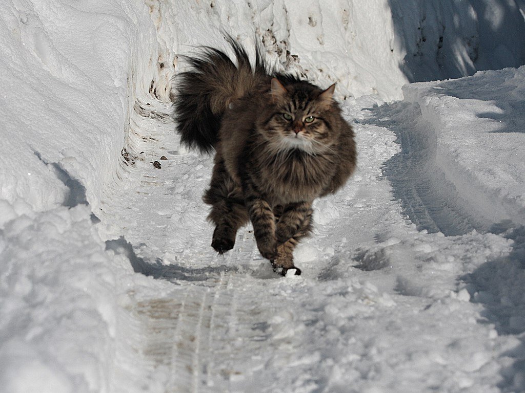 Топот котов. Кот бежит снег. Пушистый кот в снегу. Кот несется по снегу. Кот в сугробе.