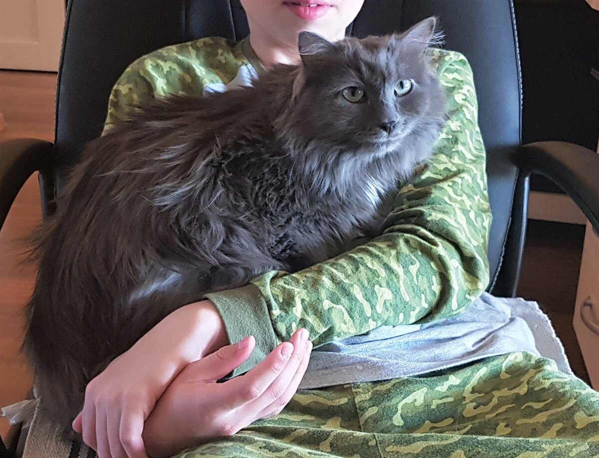 Любимый человек кота - наш старший сын.