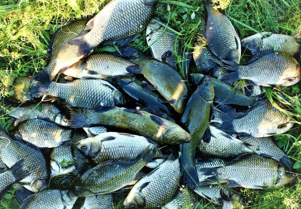 Вот такие карасики с линьками... Яндекс-фото