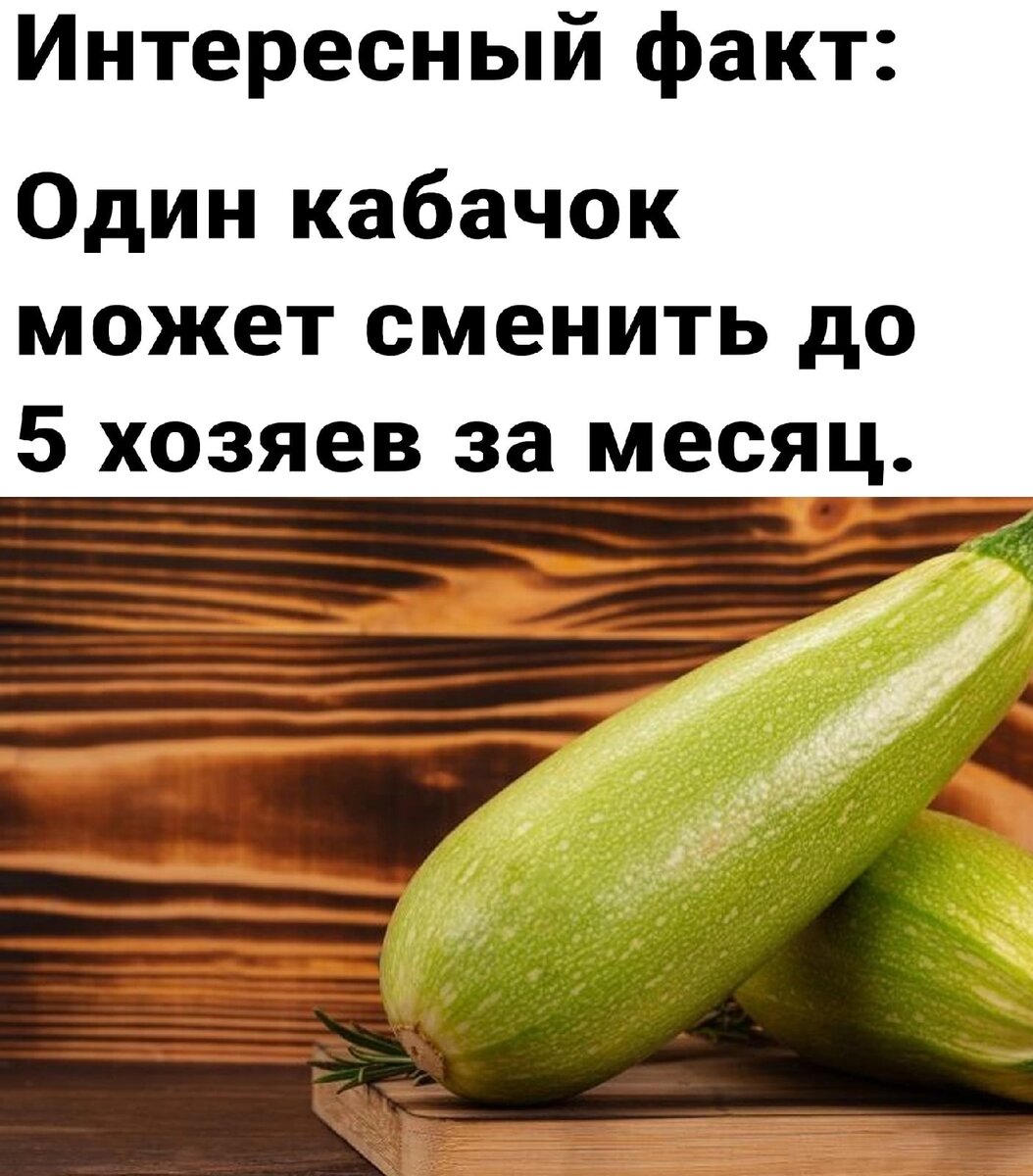 Шутки про кабачки