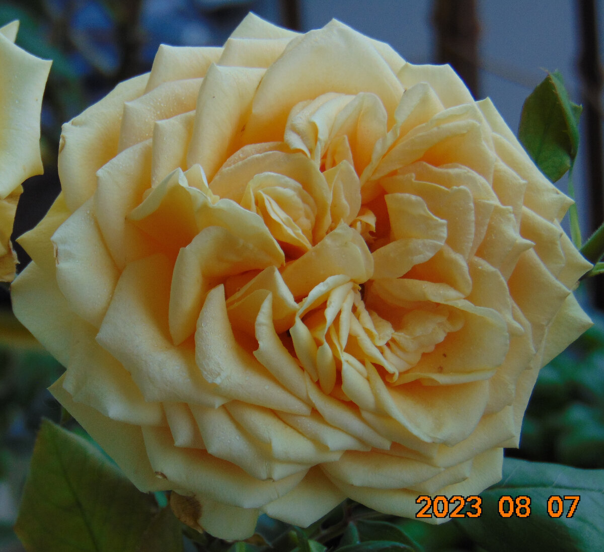 Центральный цветок розы Гейша два дня назад