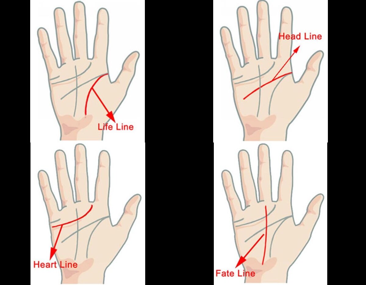    По порядку слева направо: верхний ряд - линия жизни, линия головы; нижний ряд - линия сердца и линия судьбыКадр из видео