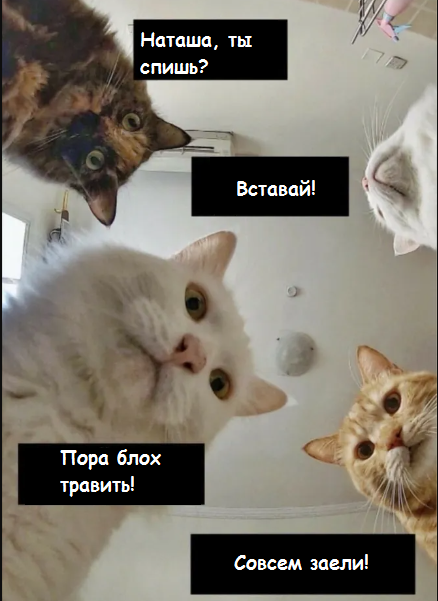Хозяйка, вставай!