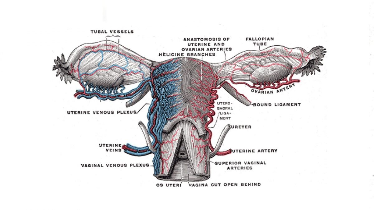    Фото: Anatomy of the Human Body/Wikidedia Август Макаров