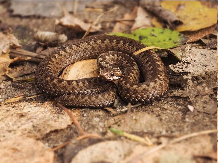 Гадюка обыкновенная. Фото из интернета 