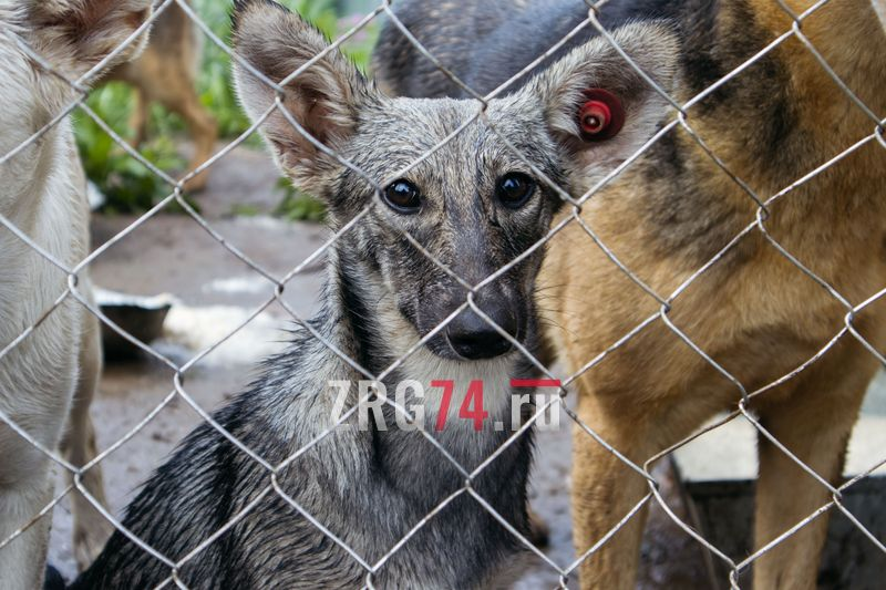 Когда животных привозят по контракту с отлова, то в приюте они проводят 20 дней. Если же кому-то приглянулась собака, то жители всегда смогут её забрать