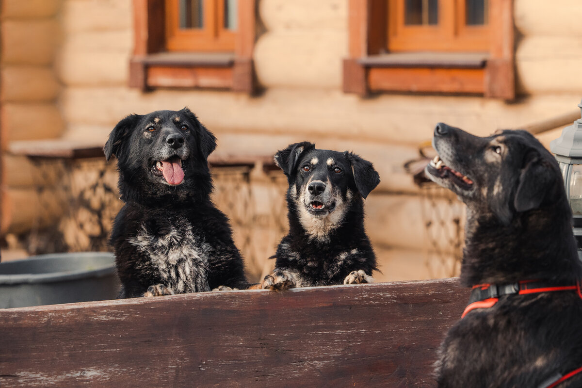 Нам три года. Мы все ищем дом! 
