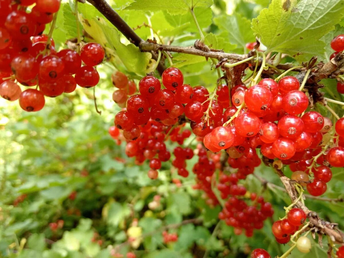 Ягода красной смородины летом,