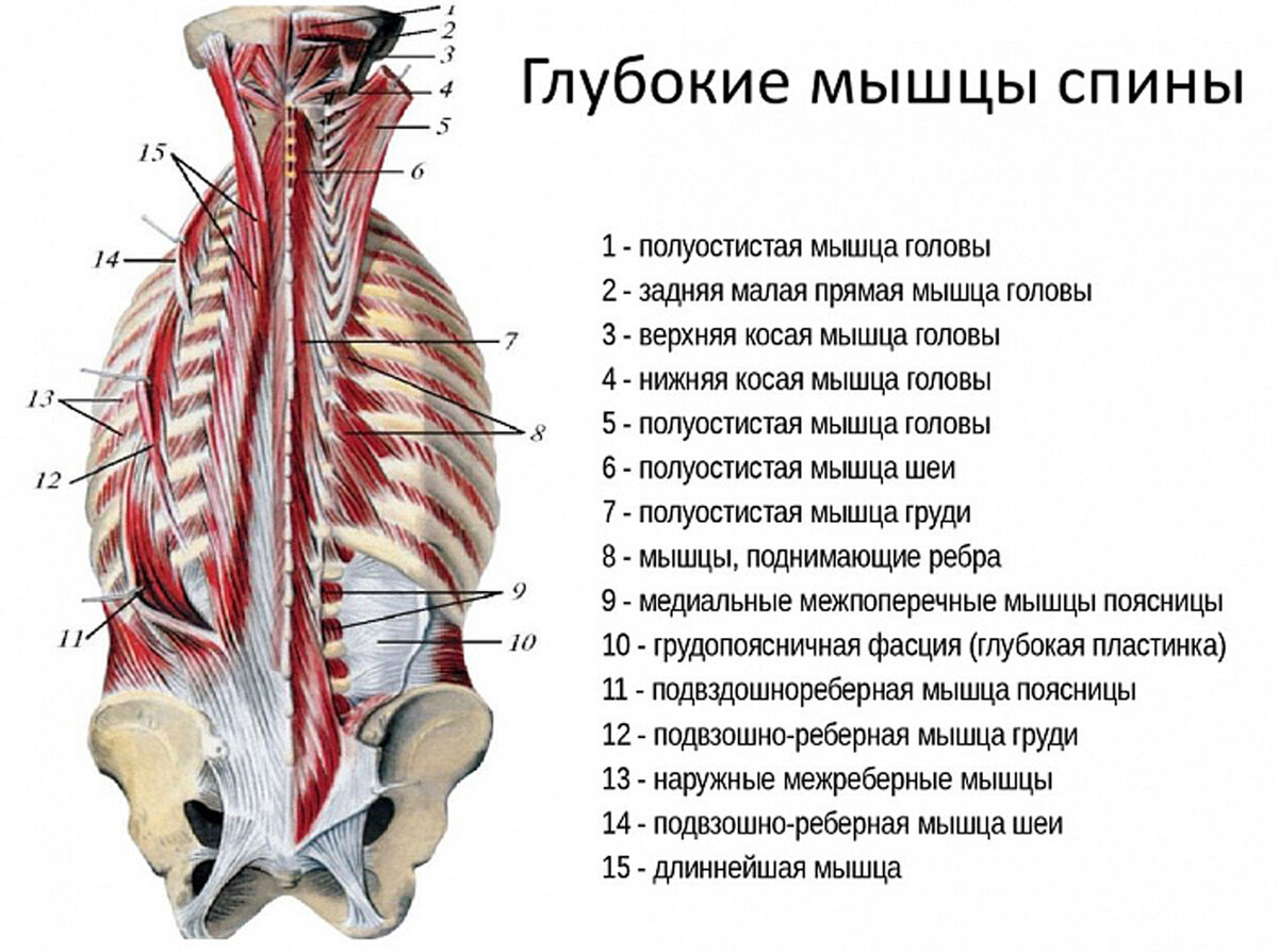 Синдром квадратной мышцы поясницы