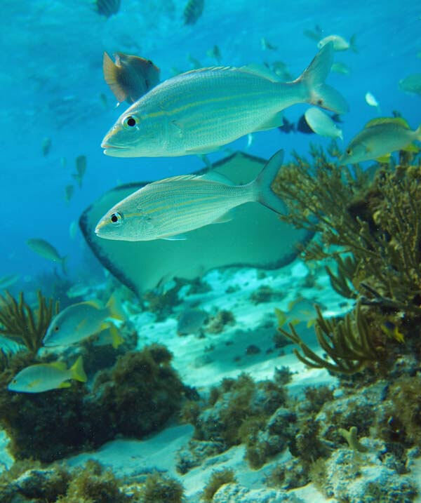 Подводное плавание Каймановых островов