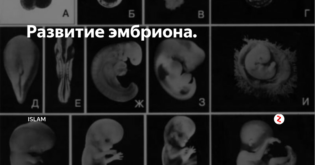 Развитие эмбриона человека по дням от зачатия с фото