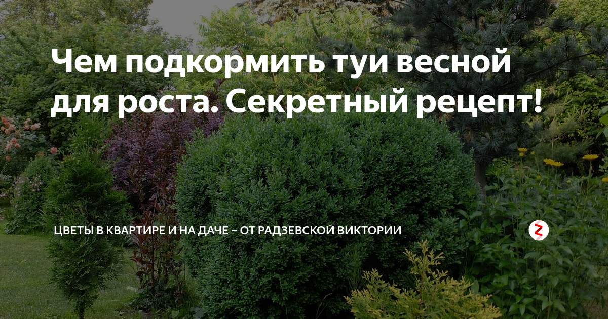 Удобрение для туи весной для роста. Удобрение для туй весной. Как подкормить тую?. Удобрение туи весной. Чем можно подкормить туи.