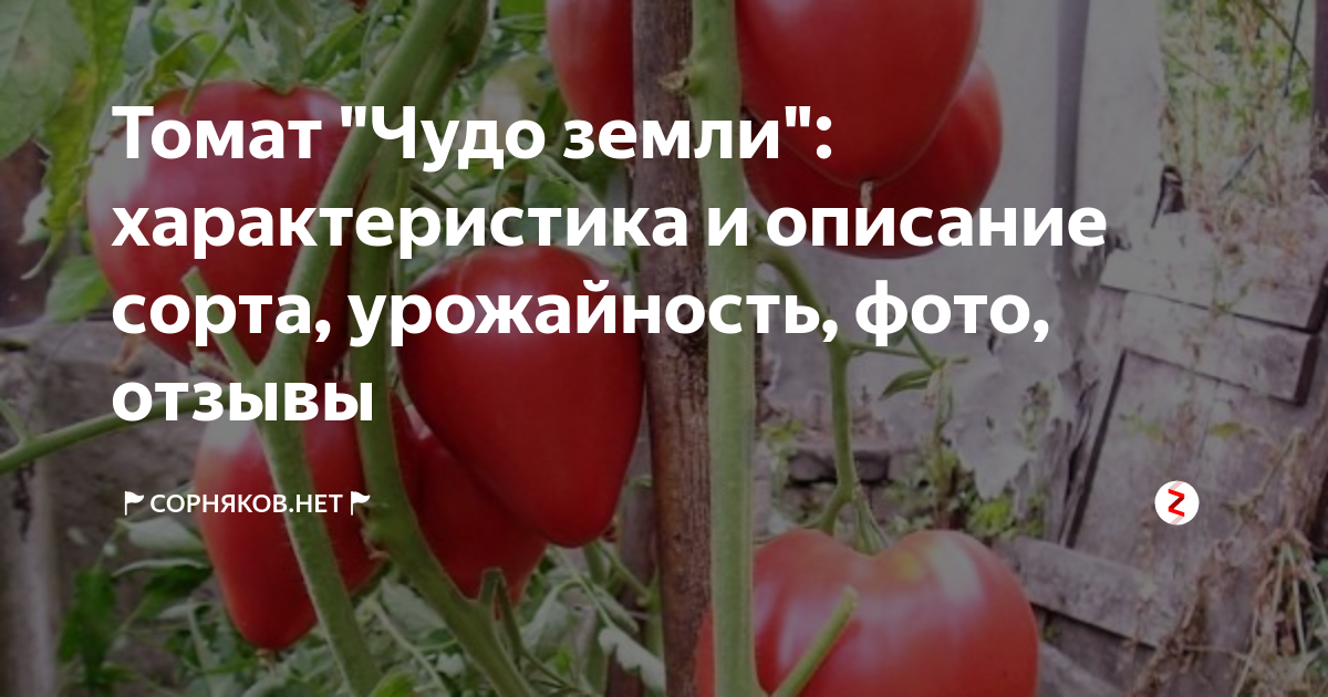 Урожайность томата чудо земли. Сорт помидор чудо земли. Томат чудо земли розовое. Сорт помидор чудо лентяя. Томат чудо земли украинское.