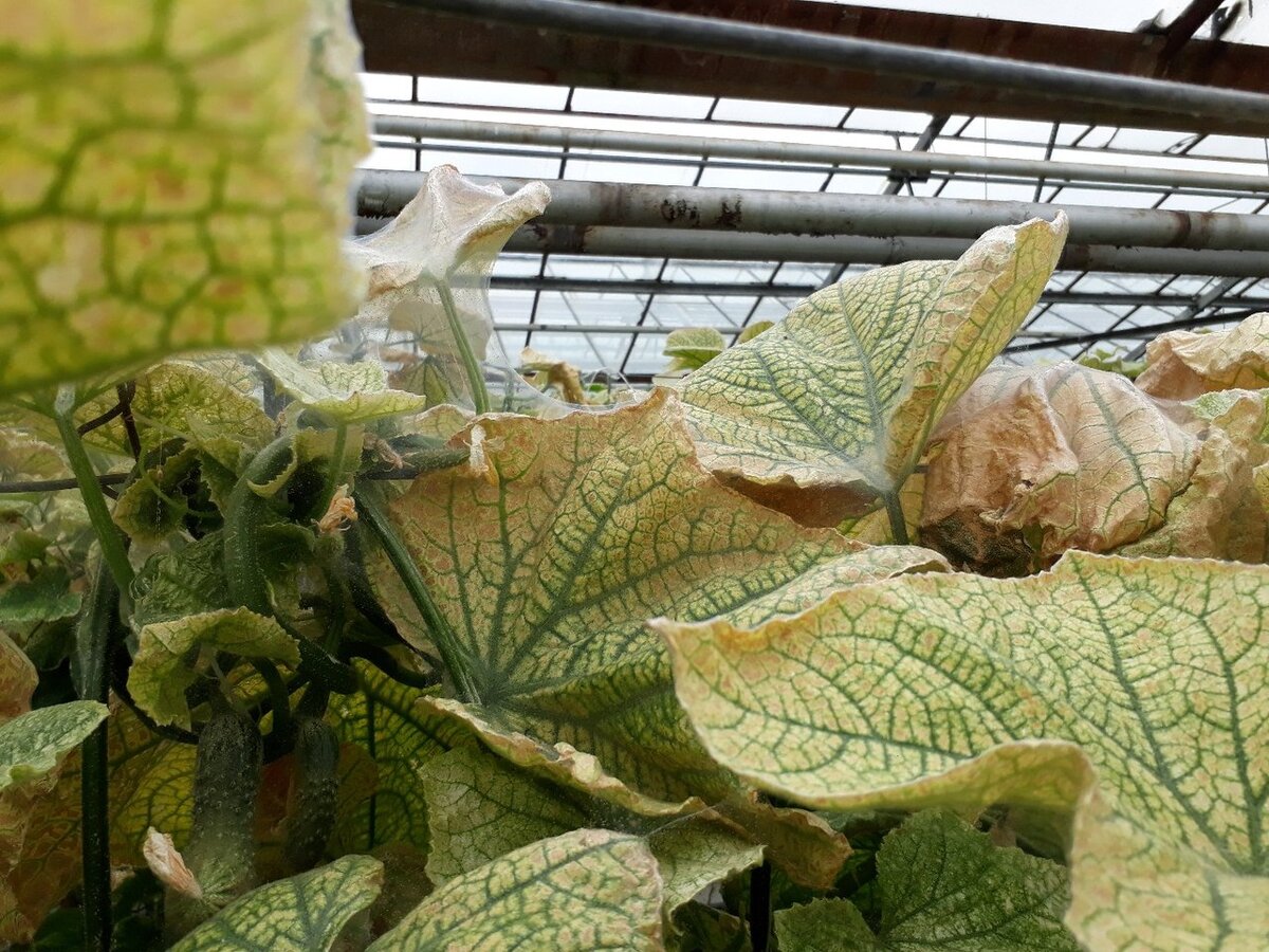 Паутинный клещ постарался