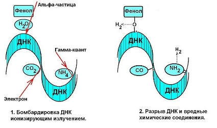 Механизм разрушения нормальной химической структуры ДНК ионизирующим излучением.