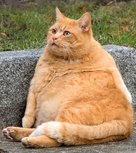 Толстый кот , как быть | Рыжий Барсик | Дзен